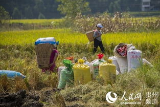 貴州務川 有機稻谷種植研發助力水稻豐收忙