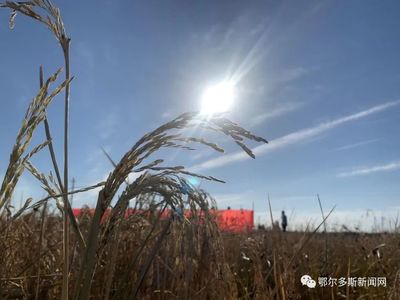 喜訊！鄂爾多斯“海水稻”畝產385公斤，有機稻谷研發再創佳績