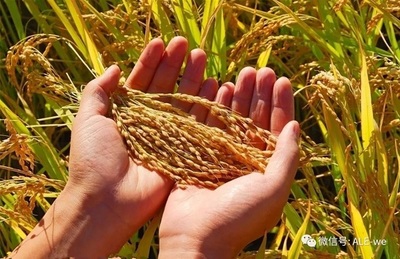 沙漠奇跡 六團合作社的有機稻谷種植研發之路