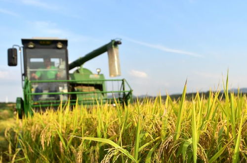 水稻種植上山方案成為笑話,專家提出的建議需要追究責任