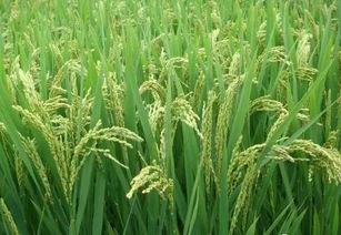 2018年水稻種植前景及價格行情分析 有機稻谷種植的研發與機遇