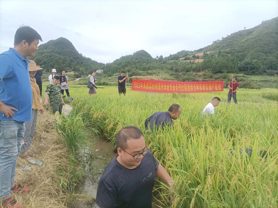 稻漁綜合種養 開啟現代生態循環有機稻谷種植的新篇章